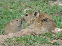 Pests, keystone species and hungry ghosts: Human pika relations on the Tibetan plateau (Emily Yeh, University of Colorado Boulder)